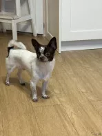 Вязка чихуахуа