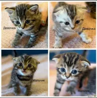 Британские котята