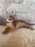 Абиссинские котята
