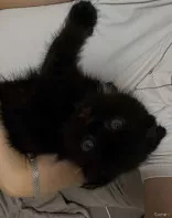 Котенок вислоухий шотландский