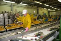 Рыбоперерабатывающий завод в собственность с землей.