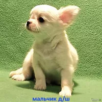 Очаровательный щенок чихуахуа