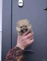 Шпиц померанский. Мини мишка. Крошка на ладошку