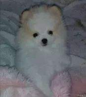 Померанский шпиц Мини мишка