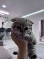 Животные