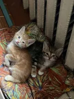Котята в дар