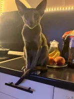Кот для Вязки