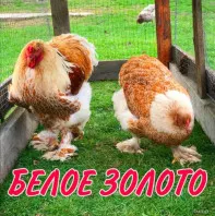 Семья Брама Белое Золото