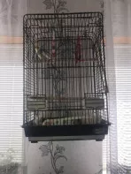 Клетка с попугаем