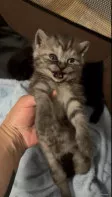 Продаются Котята