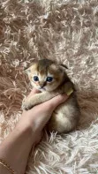 Котята золотой/серебристой шиншиллы
