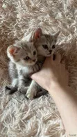 Котята серебристой шиншилла расцветка табби