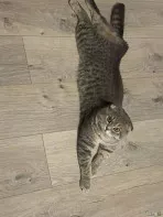 Вислоухий шотландец