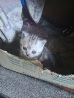 Котёнок