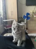 Кошка