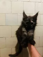 Котята мейн-кун