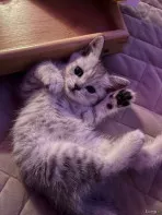 Котенок