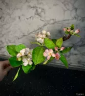 Веточка яблони из холодного фарфора