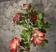 Веточка шиповника из холодного фарфора