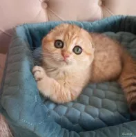 Шотландские котята золотая шиншилла