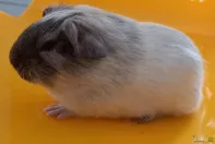 Морские свинки