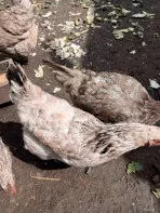 Куры несушки