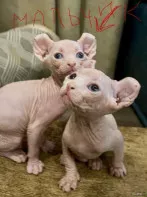Котёнок сфинкс эльф