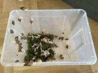Afrikanische Riesenschnecke: Nachwuchs f&uuml;r EUR 2 pro St&uuml;ck