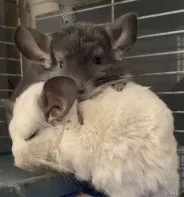 Шиншиллы
