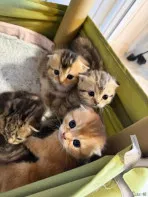 Котята золотая шиншилла