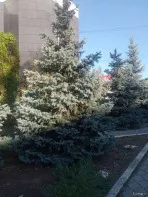 Продам большие ели не дорого