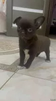 Чихуахуа щенки