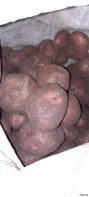 Продам картофель