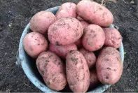 ПРОДАМ картофель