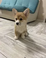 Щеночки корги