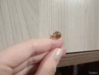 Малыши ахатины
