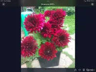 Продаю клубни георгинов
