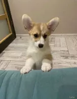 Щеночки корги