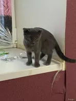 Отдам котят в добрые руки и заботливые, кушают самостоятель