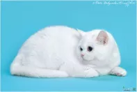 Белая шотландская прямоухая кошка