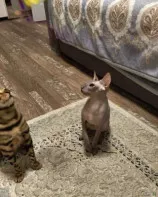 Свинкс кошка