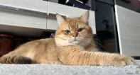 Вязка британский золотая шиншилла
