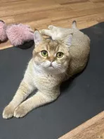 Кота британская-шиншилла короткошерстная