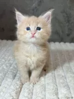 Котенок Мейн-кун